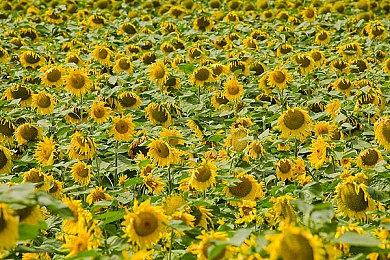 《原神》白术角色PV——「良方难觅」